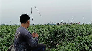 Câu ổ Cá Chép, Cá Tra, Cá Cóc, Cá He Sông Tiền - Mồi Mới Nguyên Khôi | Câu cá ổ T528