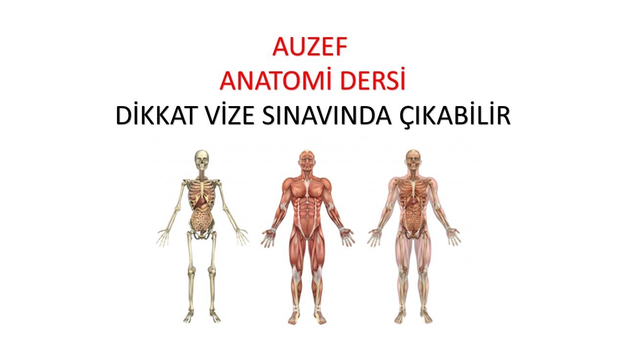 Anatomi (Dikkat Sınavda Çıkabilir!!!)
