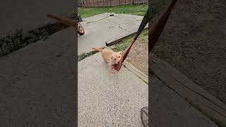 8 Week Old Pitbull Pup First Day Outside With Tug