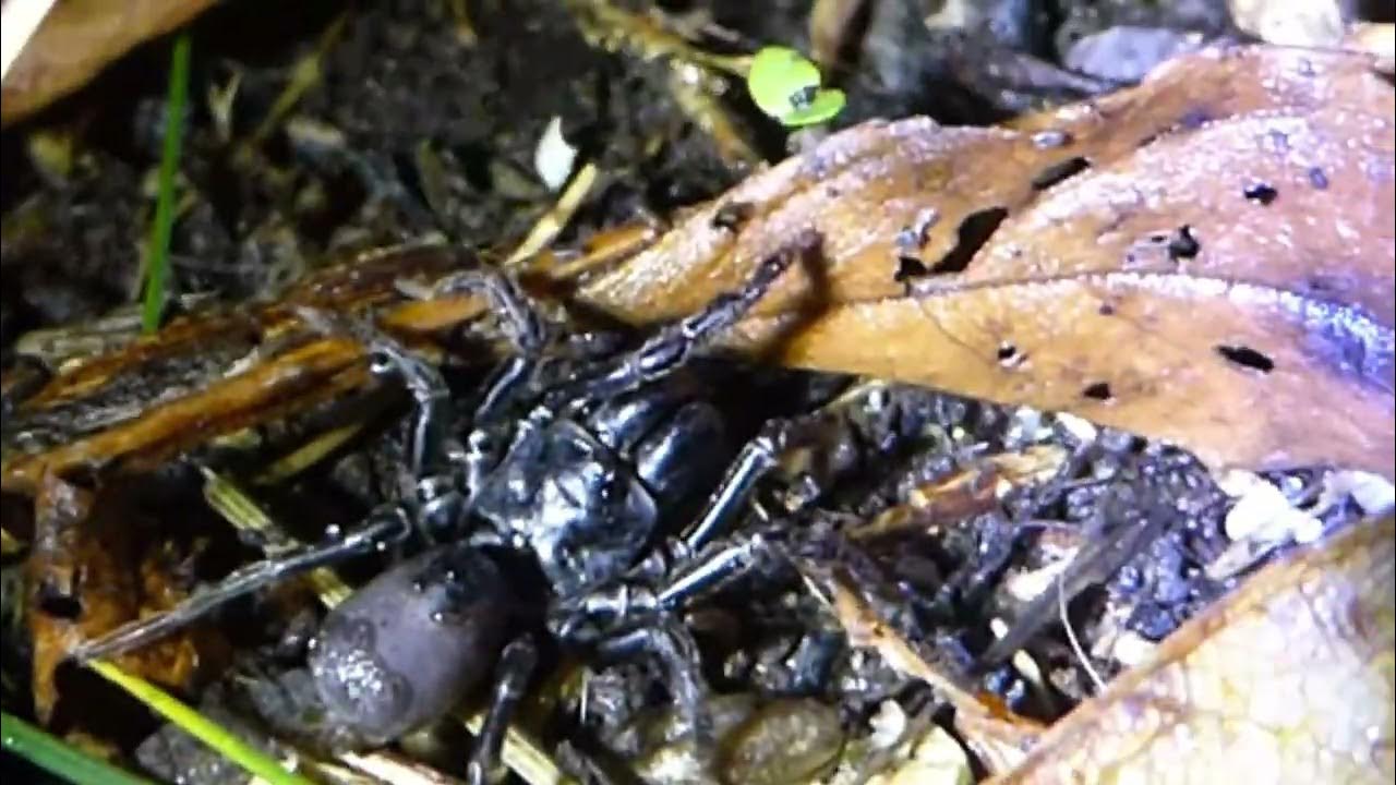 Purseweb spider Atypus affinis male YouTube