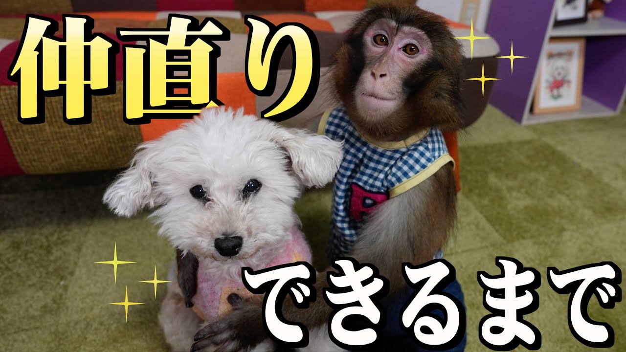 仲が悪くなってしまった犬と猿を仲直りさせる方法を大公開します