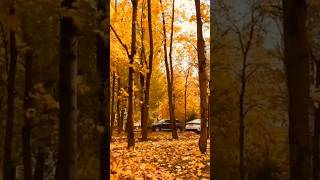 Ах осень, забудь-ка про дела #осень#настроениеосень #песнидлядуши#music#shorts