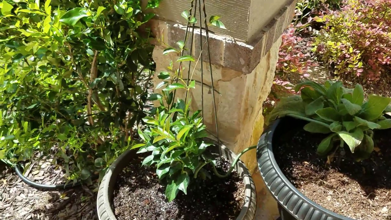 My DIY Irrigation System Mister Landscaper Part II of 2 YouTube