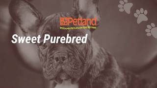 Your Snuggle Buddy Awaits at Petland Lewis Center