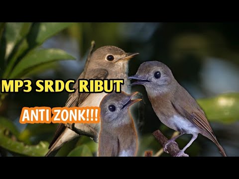 super ampuh!!!suara pikat burung srdc ribut paling di cari#birds #mikatburung