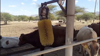 Cow massage at ASAS farm Iringa