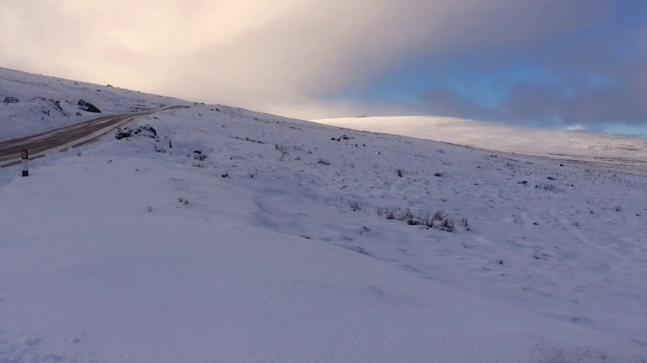 Preselis in the snow