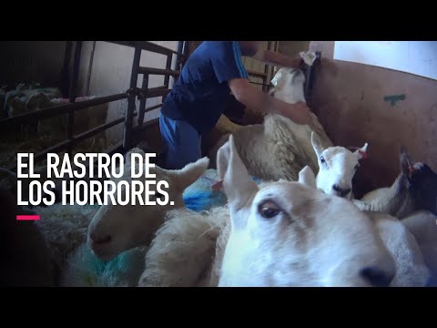 Vídeo: ¿De Dónde Proviene La Crueldad Infantil Y Cómo Se Forma Un “asesino En Masa”? - Vista Alternativa