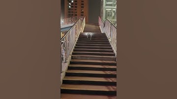 Go2 Robot Dog Quadruped Robotics For Adults Embodied AI