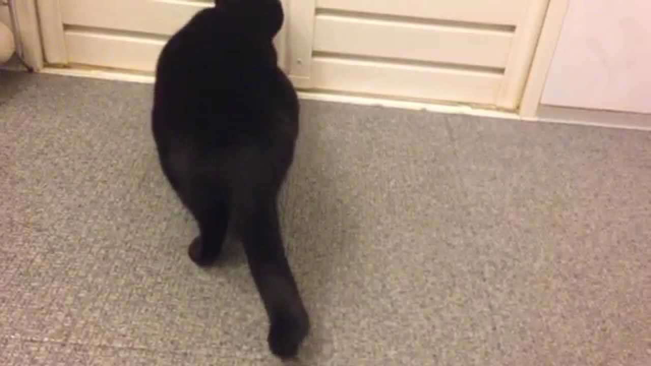 Black Cat★】Meowing & Scared in the bathroom YouTube