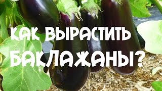 Особенности выращивания #баклажан. Урожай 2015г.