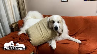 外が気持ちいい季節だけど…やっぱりソファーが好きなアランです　Great Pyrenees　グレートピレニーズ