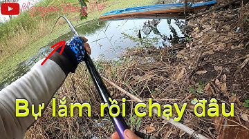 Câu cá thát lát tràm chim #T28 || Nguyen Trong TV