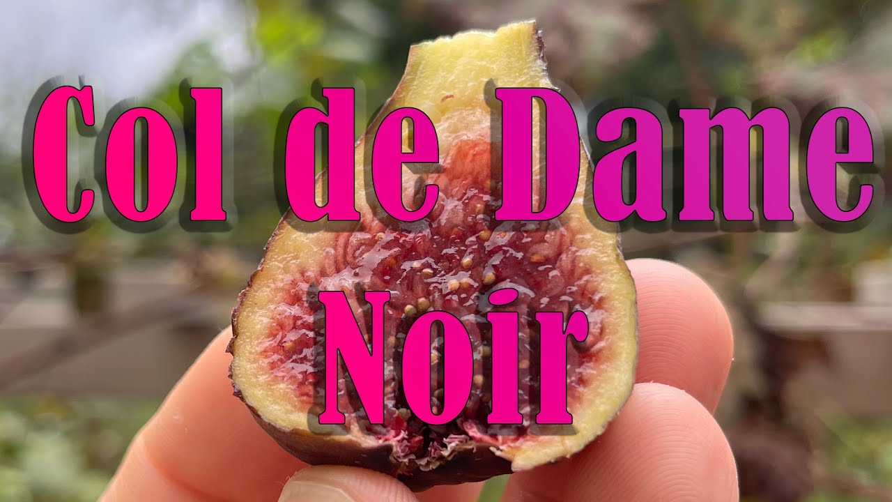 Fig Variety Review: Col de Dame Noir