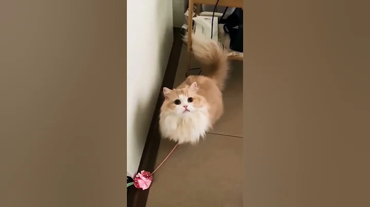 Watch the video about Cats Funny Moments