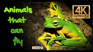 9 Animals that can Fly 4K @EswaranIsai