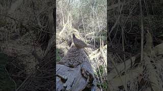 Самка фазана. Фотоловушка. #short