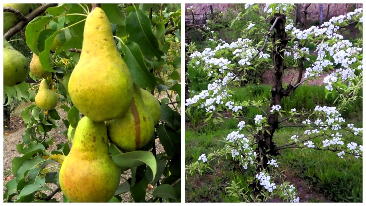 Груша КОНКОРД / Цветение и плодоношение - YouTube