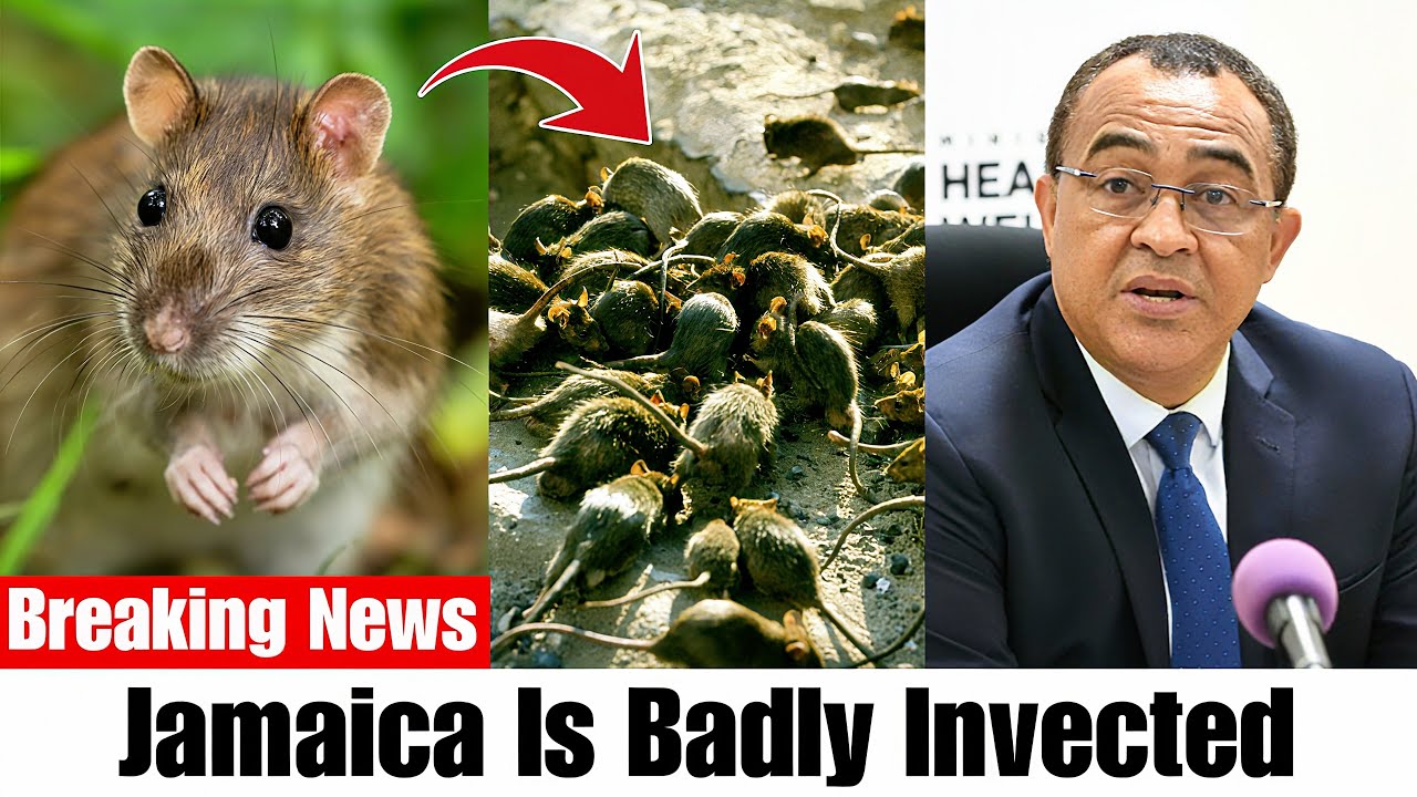 BIG Rats Taking Over Jamaica After Hurricane Melissa| This Is Serious ...