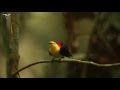 Wire-tailed Manakin Courtship Display