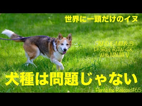 雑種犬 犬種は問題じゃない Ponta The Rescued 65 元保護犬ぽんた Om D Proresraw 4k Youtube