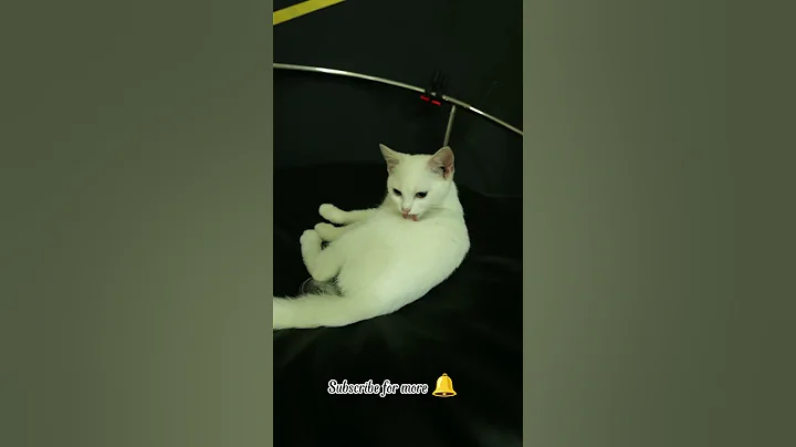 Watch the video about Cute Kitten Self Grooming | Adorable Cat Cleaning Moments 🐾💖