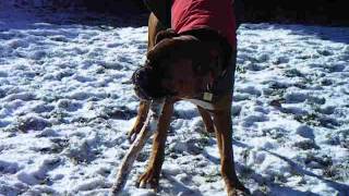 Boxer chewing a stick  LOL yummy