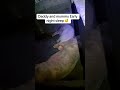 Consistency 👌📌💐💐 #pig #pigfeed #minivlog #pigfeed #foryou #farming