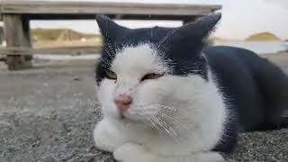 猫の島からlive配信