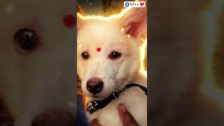 # cute 😍# puppy 🐶# Short video 🧿# tere bina kya mera # Lucy baby #
