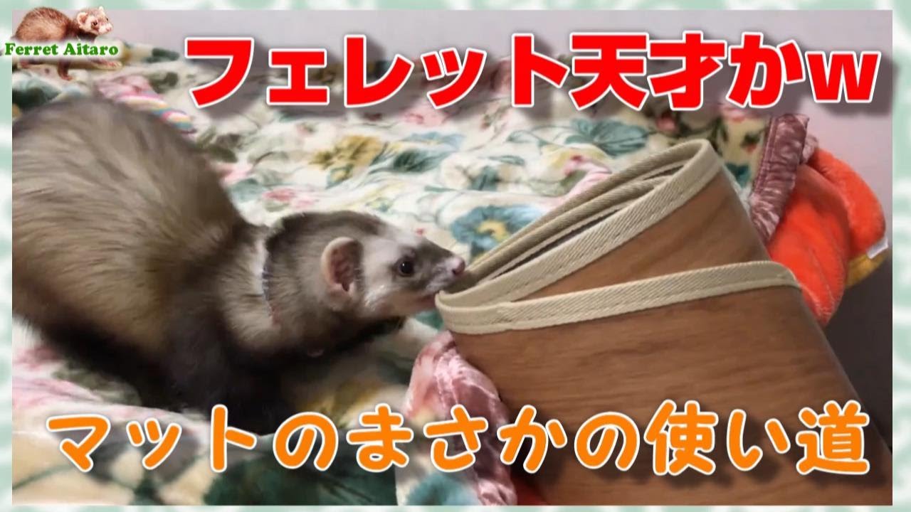 かわいいペット動画 1人暮らしでも飼いやすいもふもふ系小動物フェレットは好奇心旺盛で賢い Youtube