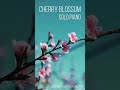 Cherry Blossom • Relaxing Solo Piano 🌸