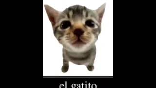 el gatito