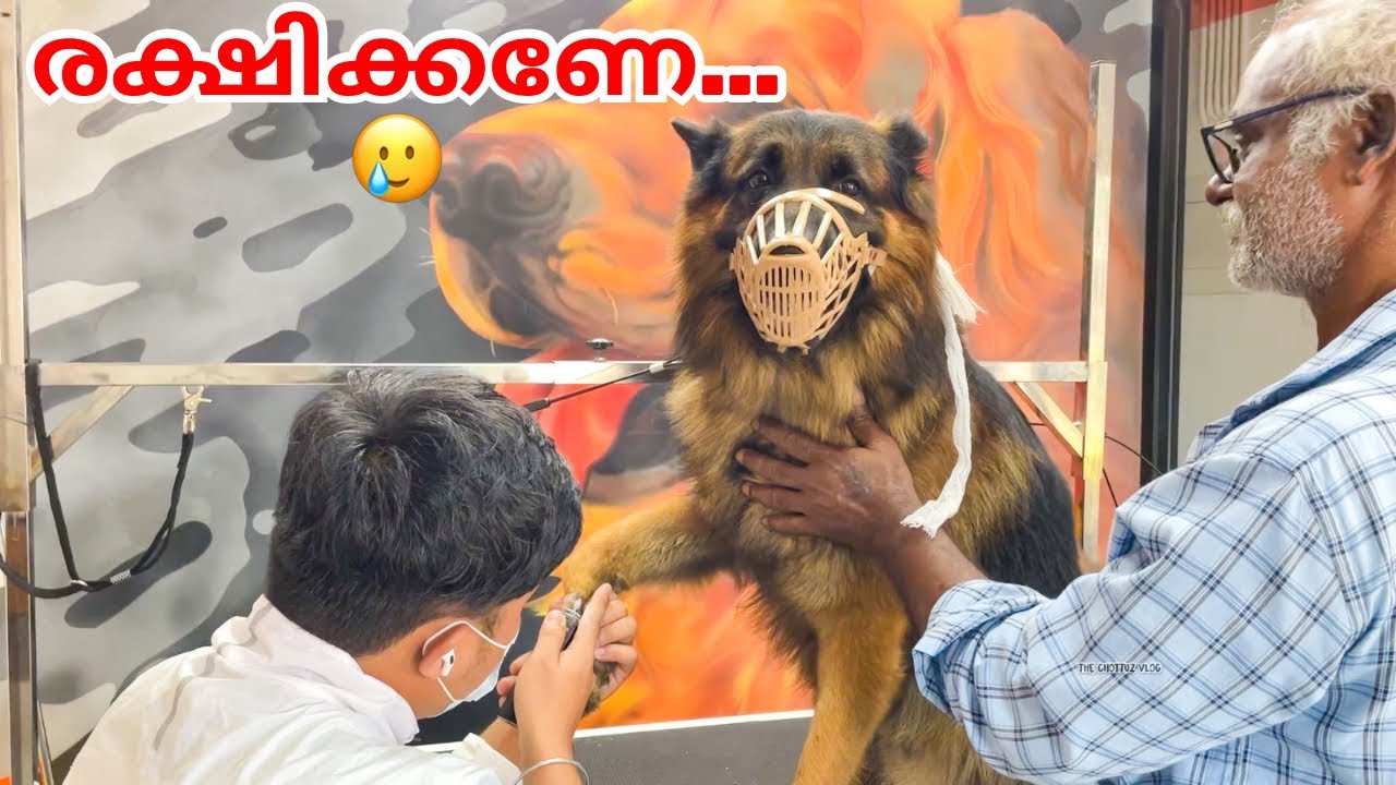 ലിയോയെ സുന്ദരനാക്കുന്നു 😂😍| Leolaika|Chottuz