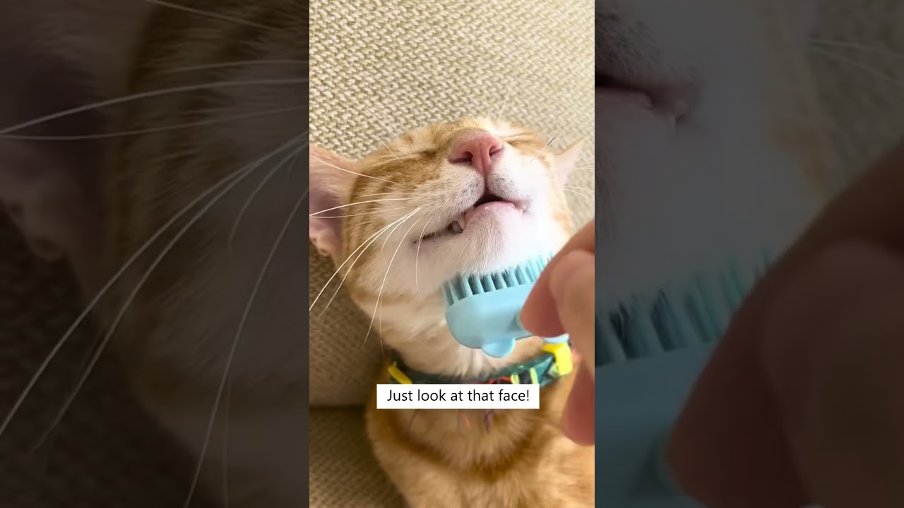 Your Cat’s Gonna Love This Massage! 🤤🐈