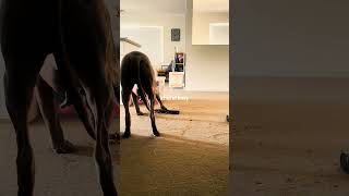 Busy #pilot #puppy #weim #weimaraner #dog #dogsofinstagram #dogs #dogstagram and #instadog