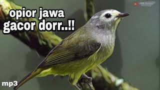 Download Lagu Opior Jawa Gacor | Opior Jawa Ngerol | Suara Opior Jawa | Masteran Opior Jawa MP3