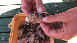 Salting mussels for bait  fish simply cannot resist them