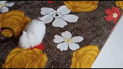 Watch the video about Best persian cat videos | Full White Persian Kittens | Available for sale in Mumbai