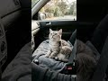 My tiny passenger is busy cleaning up! 🐾 #SilverTabby #CuteCats #RelaxingSounds #CarTravelWithCats