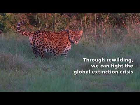 A Jaguar, Once Displaced, Returns