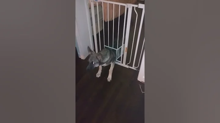 Dog using cat door