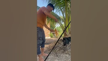 Đi câu chéo và cái kết toàn gặp chép ông táo #cauca #fishing #câucá #câucáchép