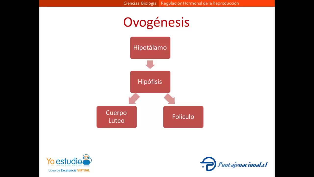 Regulación Hormonal de la Reproducción