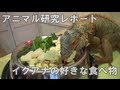イグアナの好きな食べ物を調べてみました 【アニマル研究レポート】