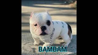 Pitbull Erkek Köpek İsimleri