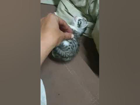 Кисуня - YouTube
