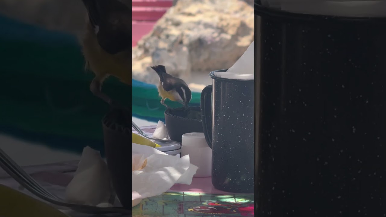 The great kiskadee, called bem-te-vi in Brazil