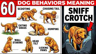 60 STRANGE DOG BEHAVIORS FINALLY EXPLAINED!