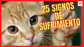 HOW DO YOU KNOW IF A CAT IS SUFFERING? ⚠ 25 SIGNS OF PAIN IN CATS